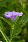 Limestone wild petunia